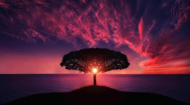 Sunset Tree Red Ocean And Sky Wallpaper 2560x1080 Resolution