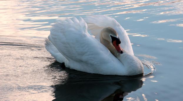 swan, swim, bird Wallpaper 3840x2400 Resolution