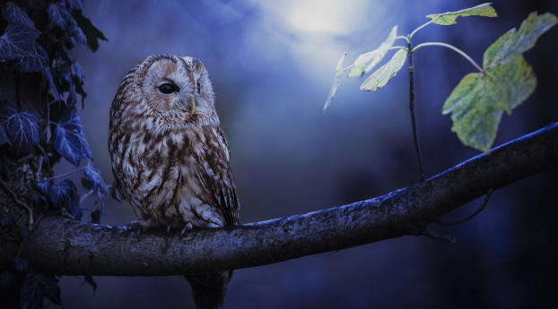 Tawny Owl In Moonlight Wallpaper