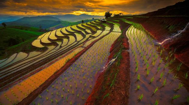 thailand, rice field, landscape Wallpaper 320x568 Resolution