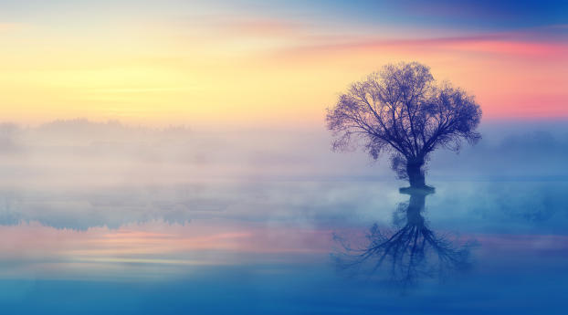 The Lonely Tree Wallpaper 828x1792 Resolution