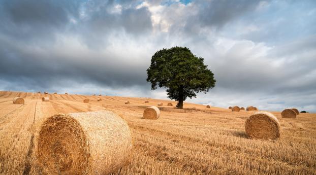The Tree and Haystack Field Wallpaper 1242x2688 Resolution