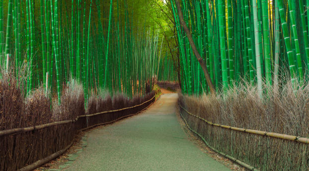 thickets, bamboo, pathway Wallpaper 2560x1024 Resolution
