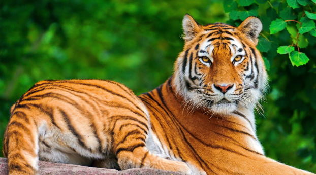 tiger, big cat, predator Wallpaper 2048x1152 Resolution