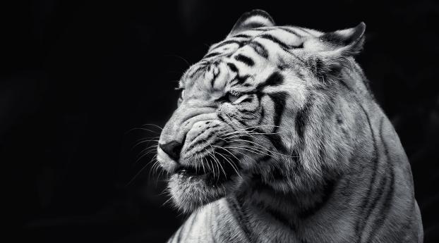 tiger, face, eyes Wallpaper 1366x768 Resolution