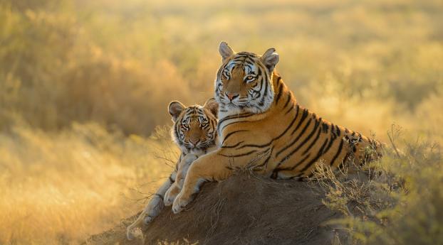 Tiger HD Cub Wallpaper 1366x768 Resolution