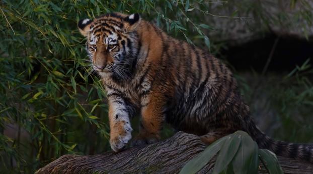 tiger, predator, leaves Wallpaper 1080x2256 Resolution