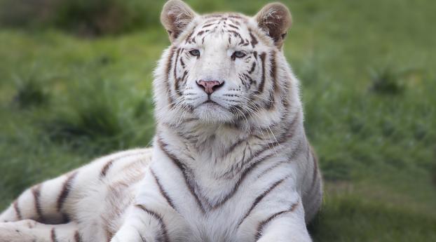 tiger, predator, lies Wallpaper 640x960 Resolution