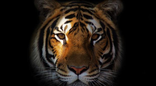 tiger, predator, snout Wallpaper 1024x1080 Resolution