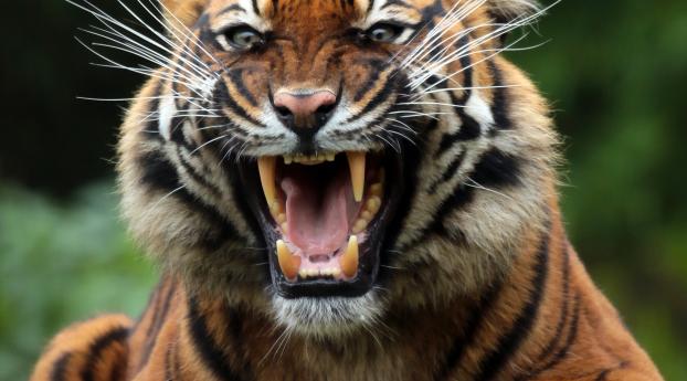 tiger, wild cat, predator Wallpaper