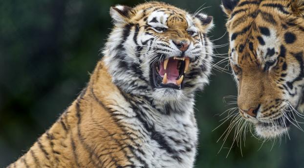 tigers, tiger, teeth Wallpaper 2560x1600 Resolution