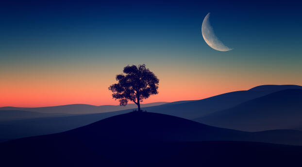 Tree Alone Dark Evening 4k Wallpaper 1600x900 Resolution