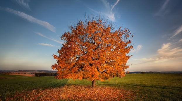 tree, autumn, field Wallpaper 2048x2048 Resolution