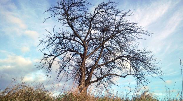 tree, autumn, wind Wallpaper 640x1136 Resolution