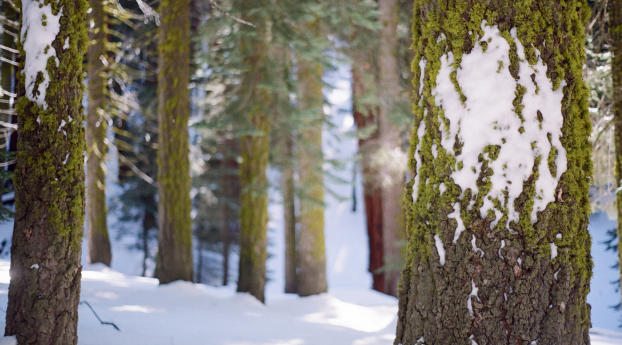 tree, bark, moss Wallpaper