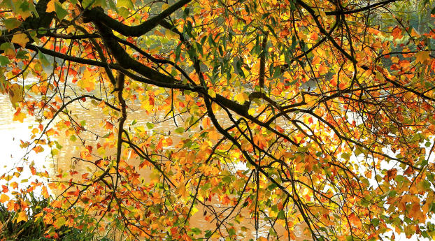 tree, branches, autumn Wallpaper 1280x2120 Resolution