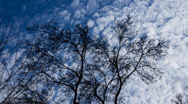 tree, branches, clouds Wallpaper 320x568 Resolution