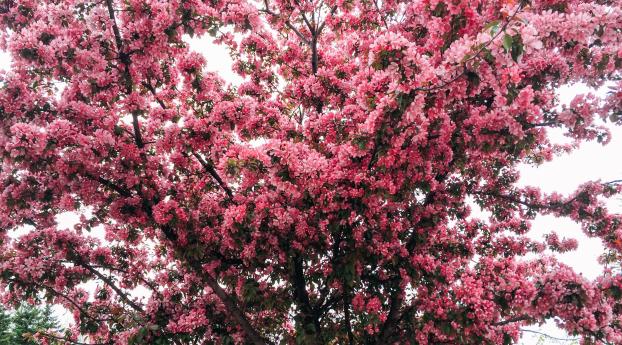 tree, cherry, flowering Wallpaper 1440x900 Resolution