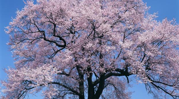 tree, flowers, sky Wallpaper 2100x900 Resolution