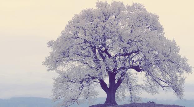 tree, frost, fog Wallpaper 1080x1920 Resolution