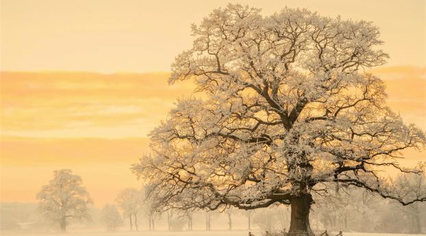 Tree In Snow Winter Sunset Wallpaper 1360x768 Resolution