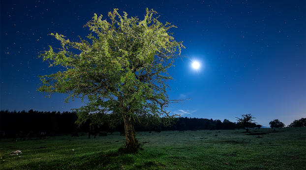 tree, night, starry sky Wallpaper 1280x2120 Resolution
