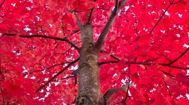 tree, red, branches Wallpaper 1242x2688 Resolution
