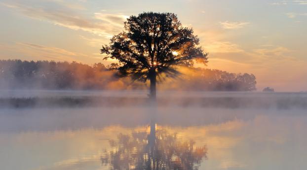 Tree Reflection in Lake Wallpaper 480x484 Resolution
