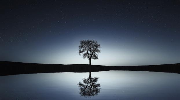 tree, reflection, water Wallpaper 480x854 Resolution