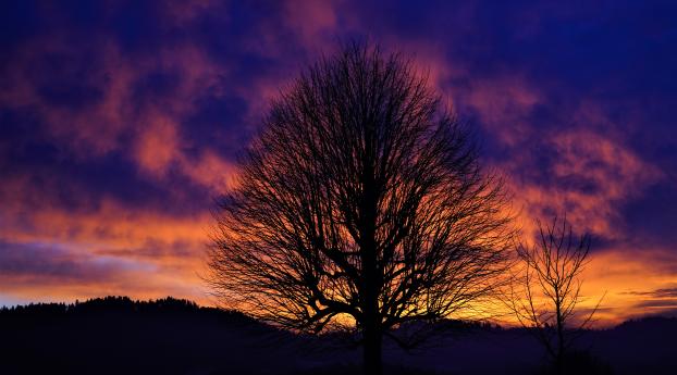 Tree Silhouette In Winter Sunset Wallpaper 7680x4120 Resolution