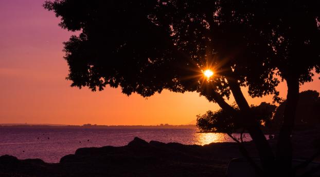 tree, sunset, beach Wallpaper 2560x1440 Resolution