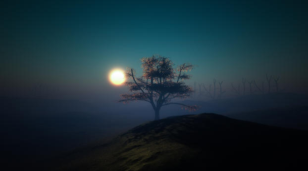 tree, sunset, night Wallpaper 480x854 Resolution