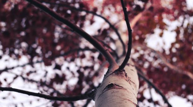 tree, trunk, branches Wallpaper 640x1136 Resolution