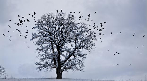 tree, winter, birds Wallpaper 640x1136 Resolution