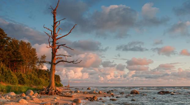 Tree Without Leaves Near Lake Wallpaper