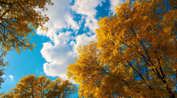 trees, autumn, clouds Wallpaper
