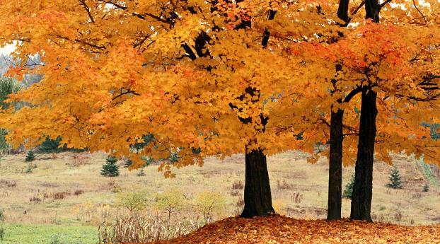 trees, autumn, fallen Wallpaper 1336x768 Resolution
