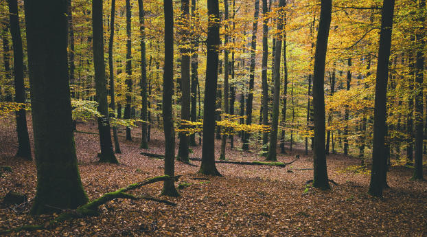 trees, autumn, foliage Wallpaper