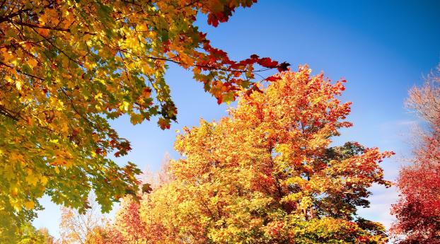 trees, autumn, leaves Wallpaper
