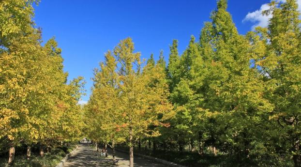 trees, autumn, road Wallpaper 640x9600 Resolution