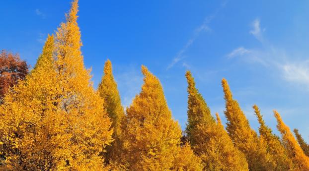 trees, autumn, sky Wallpaper