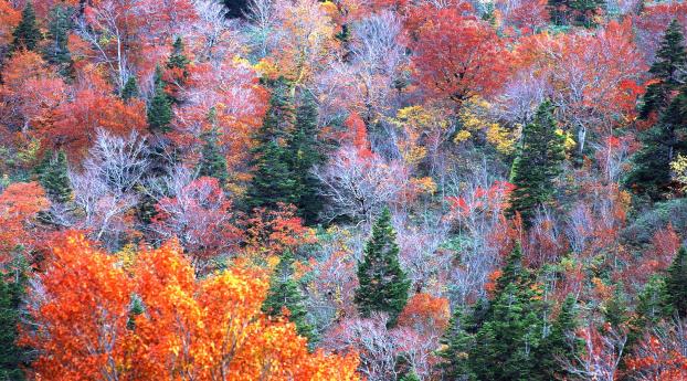 trees, autumn, top view Wallpaper