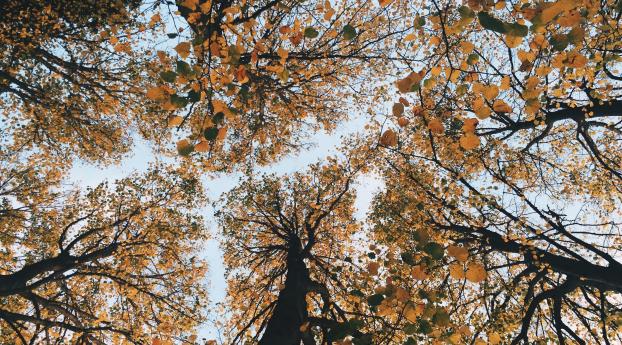 trees, autumn, view from below Wallpaper 1080x2160 Resolution