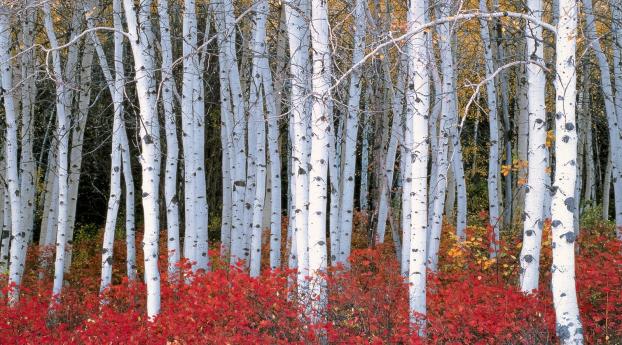 trees, birch, nature Wallpaper 1440x2960 Resolution