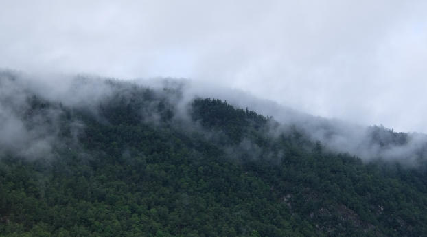 trees, fog, mountains Wallpaper 2560x1024 Resolution