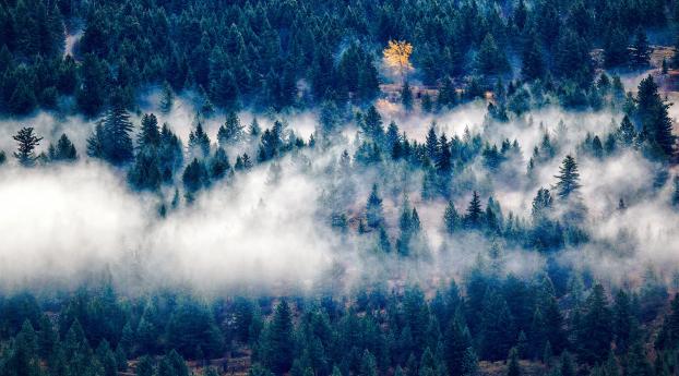 trees, fog, top view Wallpaper 2932x2932 Resolution