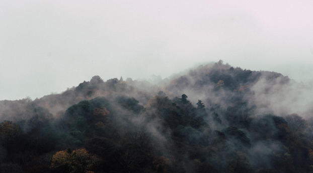 trees, fog, top Wallpaper 1600x900 Resolution