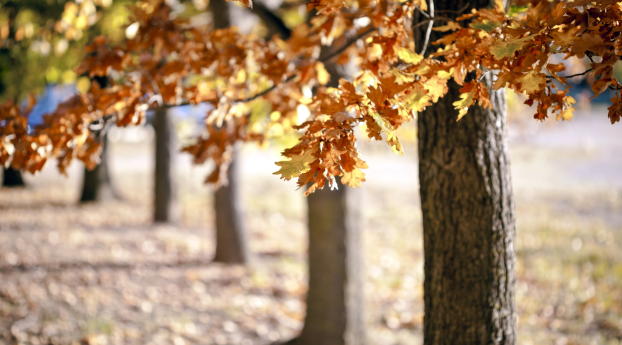trees, foliage, autumn Wallpaper 1080x2340 Resolution