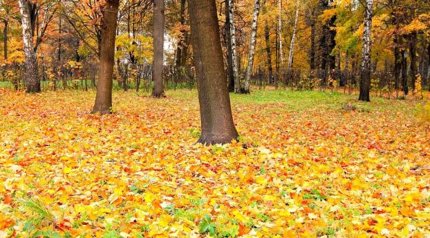 trees, forest, autumn Wallpaper 1366x768 Resolution