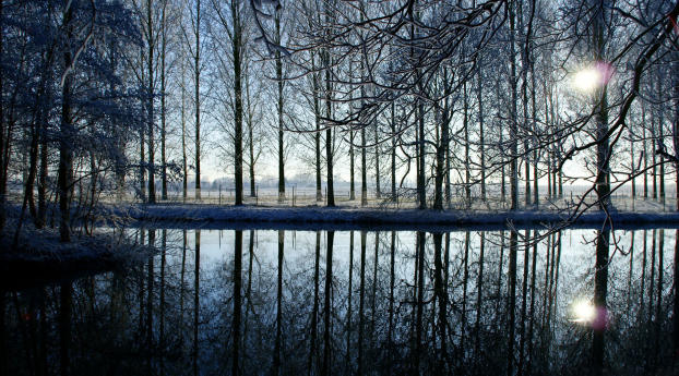 trees, forest, reflection Wallpaper 1360x768 Resolution